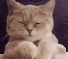 Close-up of Cat with Eyes Closed