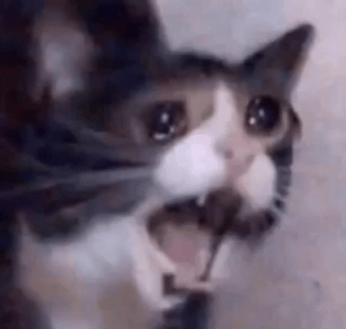 Close Up of Cat with Open Mouth