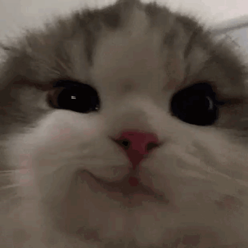 Close Up of Cat With Pink Nose