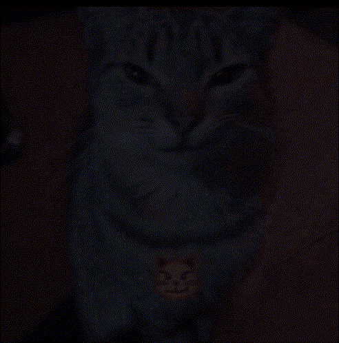 Close Up of Cat With Smiley Face on Chest