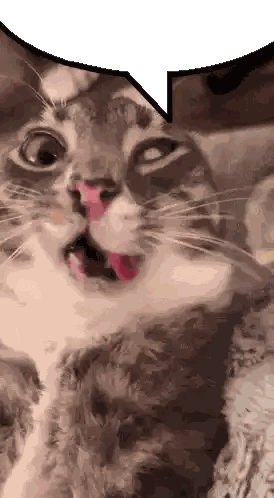 Close Up of Cat with Speech Bubble