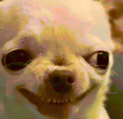 Close Up Of Chihuahua Smiling With Person GIF