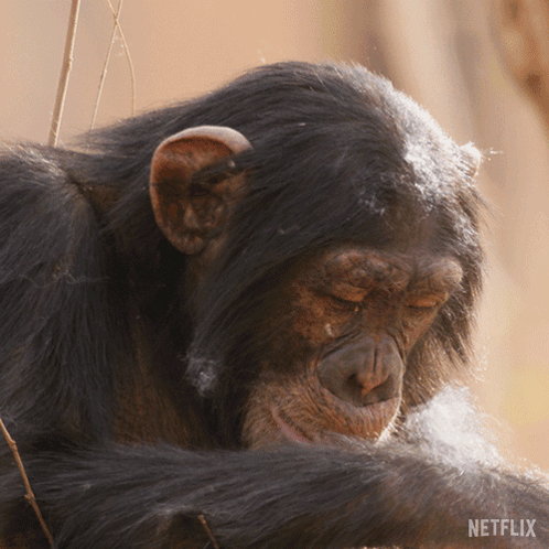 Close Up of Chimpanzee with Netflix Logo
