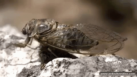 Close Up Of Cicada On Rock GIF