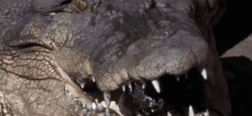Close Up of Crocodile Open Mouth