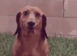 Close Up Of Dachshund Making Funny Face GIF