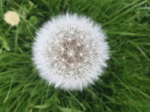 Close Up of Dandelion in Grass