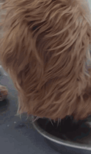 Close Up Of Dog Eating From Plate GIF