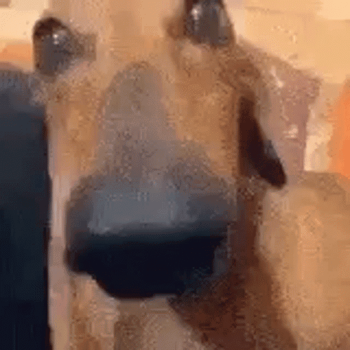 Close Up of Dog Face