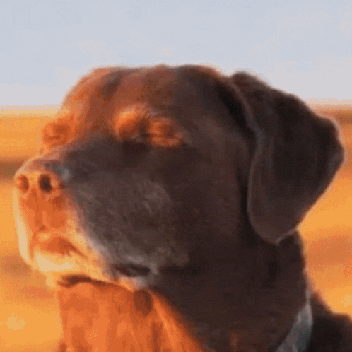 Close Up of Dog Face With Field