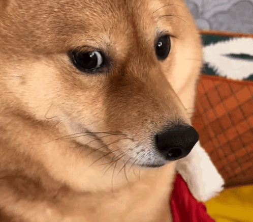 Close Up Of Dog Face With Letter A GIF
