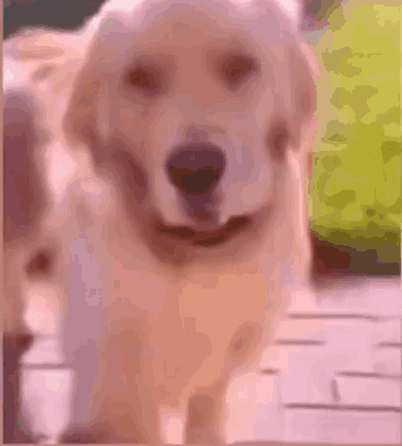 Close Up Of Dog Looking At Camera GIF