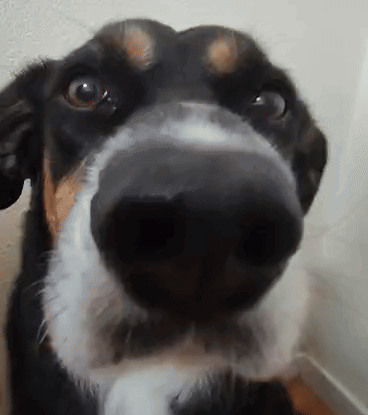 Close Up of Dog Nose Looking at Camera