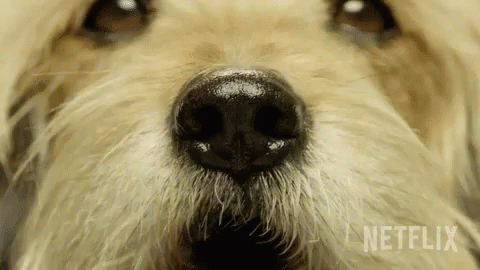 Close Up of Dog Nose With Netflix