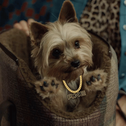 Close Up Of Dog's Face GIF