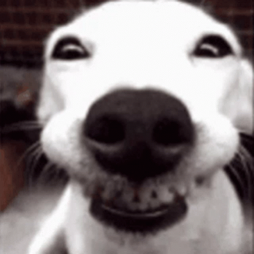 Close Up of Dog Smiling