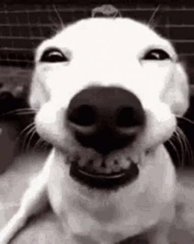 Close Up of Dog Smiling Face
