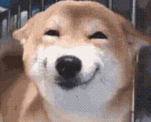 Close Up of Dog Smiling With Eyes Closed