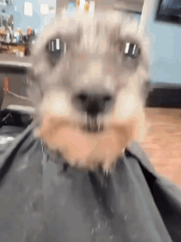 Close Up of Dog With Beard