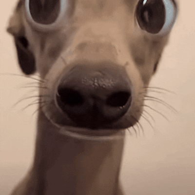Close Up Of Dog With Big Eyes GIF