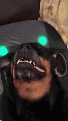 Close Up Of Dog With Tongue Out GIF