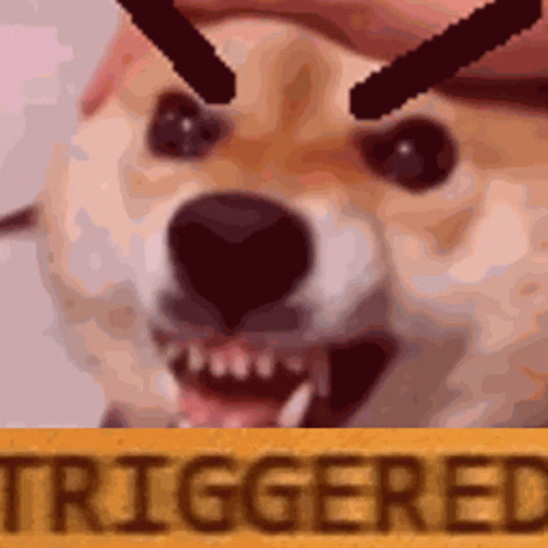 Close Up of Dog With Triggered Sign