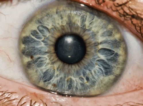 Close Up of Eye Showing Iris