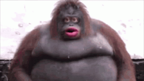 Close Up of Fat Monkey with Pink Lips