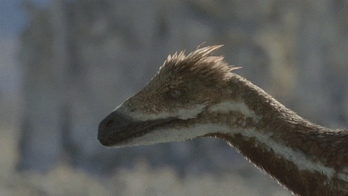 Close Up of Feathered Animal Head and Neck