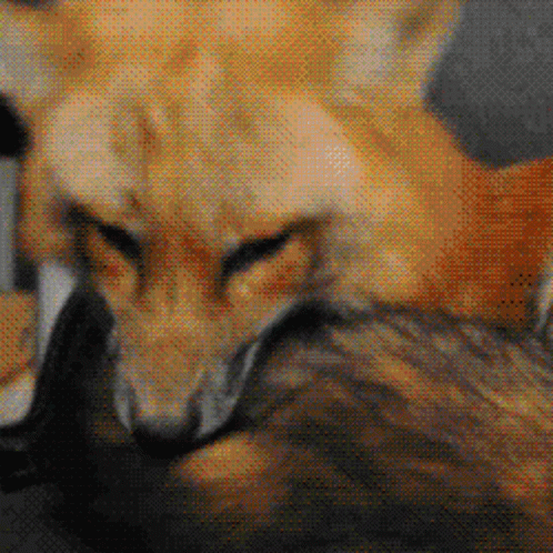 Close Up of Fox and Cat Looking at Camera