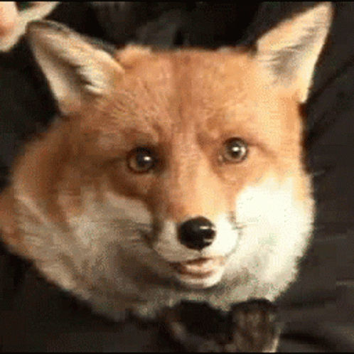 Close Up of Fox Face on Black Background