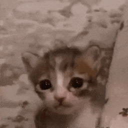 Close Up of Kitten Face With Cloudy Background