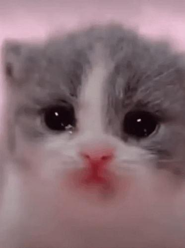 Close Up of Kitten Face with Pink Nose