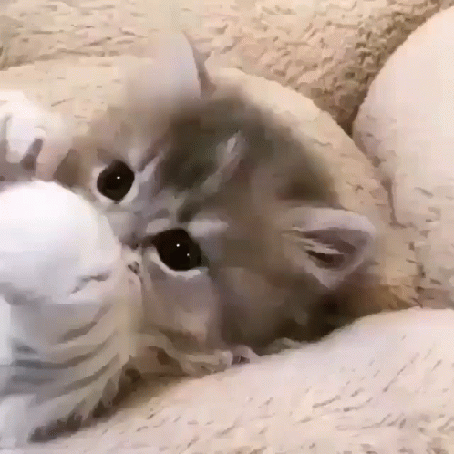 Close Up of Kitten Laying on Back in Bed