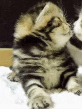Close Up of Kitten Laying on White Blanket