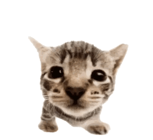 Close Up of Kitten Looking Up