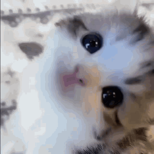 Close Up of Kitten's Eyes