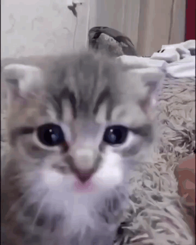 Close Up of Kitten's Face
