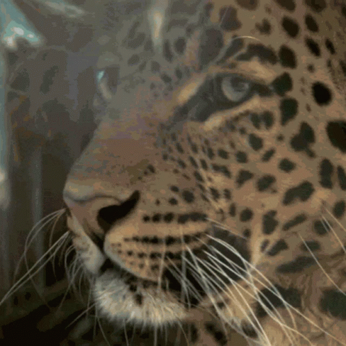 Close Up of Leopard Face