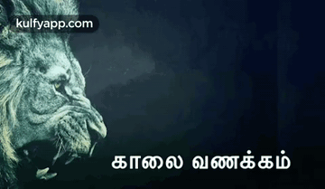 Close Up Of Lion With Foreign Language GIF