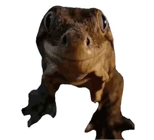 Close Up of Lizard