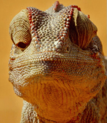 Close Up of Lizard Face