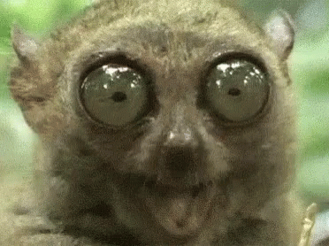 Close Up of Monkey Face with Large Eyes