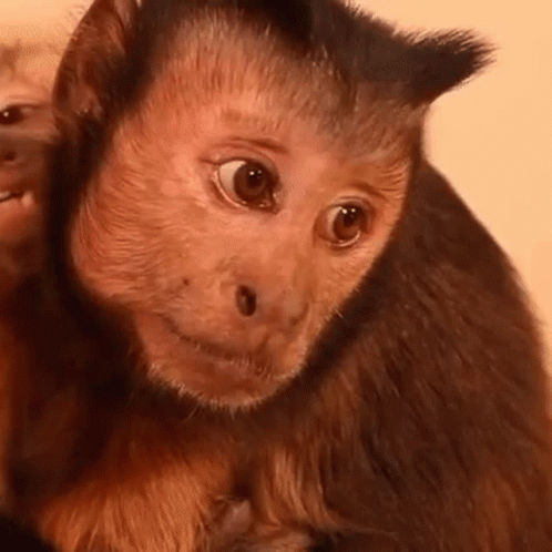 Close Up of Monkey Looking at Camera With Another