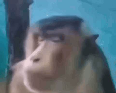 Close Up of Monkey's Face