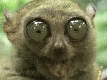 Close Up Of Monkey With Big Eyes GIF