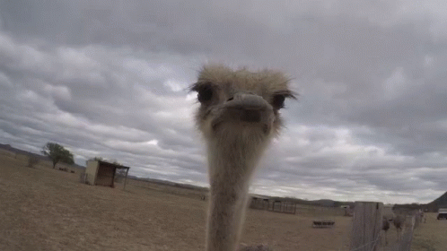 Close Up of Ostrich Face Looking at Camera
