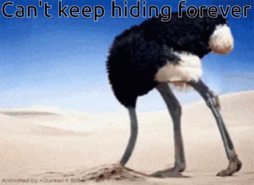 Close Up Of Ostrich Head And Neck With Red Beak GIF