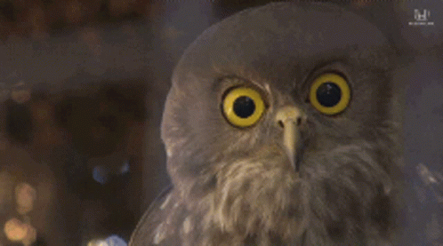 Close Up of Owl Face with Yellow Eyes
