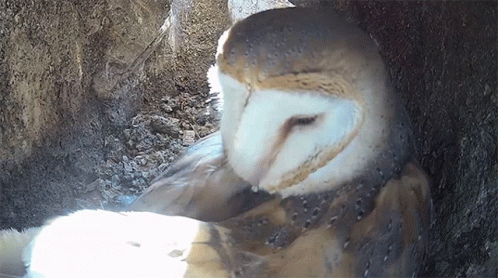 Close Up Of Owl In Hole GIF